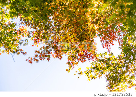 紅葉したモミジと青空 紅葉したモミジと青空 121752533