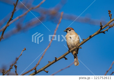 枝に止まり羽休めをするスズメ 枝に止まり羽休めをするスズメ 121752611