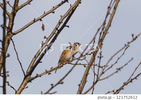 朝日を浴びるスズメのペア 121752612