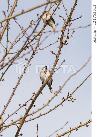 朝の日差しを浴びるスズメのペア 121752613