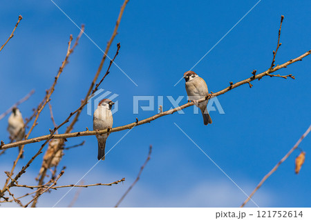 朝日を浴びるスズメのペア 121752614