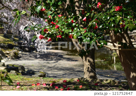 京都御苑、椿の花と椿に散る花弁 京都御苑、椿の花と椿に散る花弁 121752647