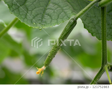 キュウリの雌花 121752863