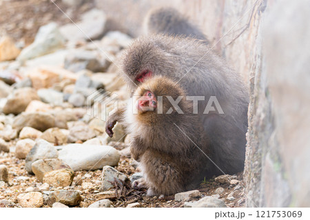 地獄谷に生息するニホンザルの親子【長野県・地獄谷野猿公苑】 地獄谷に生息するニホンザルの親子【長野県・地獄谷野猿公苑】 121753069