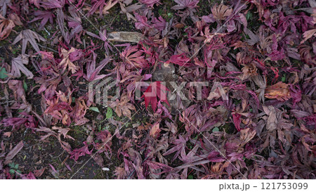 落ち葉の絨毯 121753099