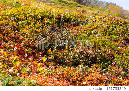 秋の立山黒部アルペンルート 紅葉の雷鳥沢 シラタマノキの実 秋の立山黒部アルペンルート 紅葉の雷鳥沢 シラタマノキの実 121753249