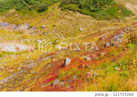 秋の立山黒部アルペンルート　紅葉の雷鳥沢 121753260