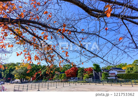 秋晴れを背景に映える秋の日本庭園風景「旧細川刑部邸」竹あかり 限定公開 熊本市 秋晴れを背景に映える秋の日本庭園風景「旧細川刑部邸」竹あかり 限定公開 熊本市 121753362