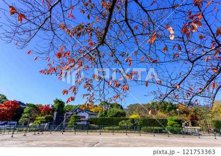 秋晴れを背景に映える秋の日本庭園風景「旧細川刑部邸」竹あかり 限定公開 熊本市 秋晴れを背景に映える秋の日本庭園風景「旧細川刑部邸」竹あかり 限定公開 熊本市 121753363