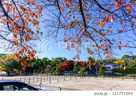 秋晴れを背景に映える秋の日本庭園風景「旧細川刑部邸」竹あかり　限定公開　熊本市 121753364