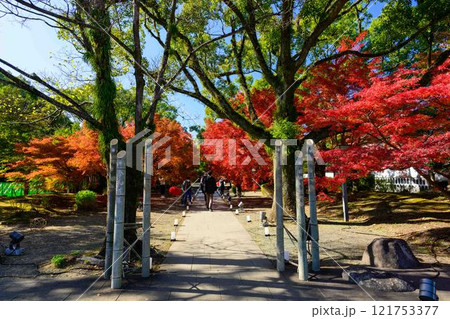 秋晴れを背景に映える秋の日本庭園風景「旧細川刑部邸」竹あかり 限定公開 熊本市 秋晴れを背景に映える秋の日本庭園風景「旧細川刑部邸」竹あかり 限定公開 熊本市 121753377