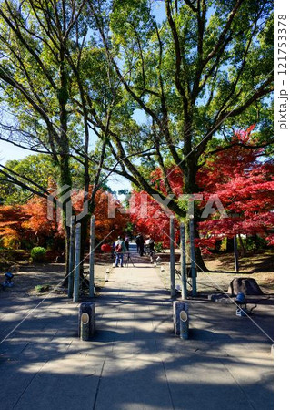 秋晴れを背景に映える秋の日本庭園風景「旧細川刑部邸」竹あかり 限定公開 熊本市 秋晴れを背景に映える秋の日本庭園風景「旧細川刑部邸」竹あかり 限定公開 熊本市 121753378