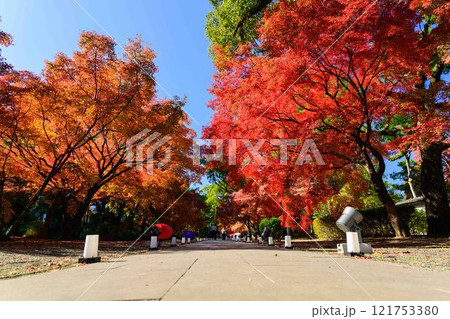 秋晴れを背景に映える秋の日本庭園風景「旧細川刑部邸」竹あかり　限定公開　熊本市 121753380