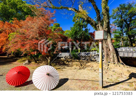 秋晴れを背景に映える秋の日本庭園風景「旧細川刑部邸」竹あかり 限定公開 熊本市 秋晴れを背景に映える秋の日本庭園風景「旧細川刑部邸」竹あかり 限定公開 熊本市 121753383