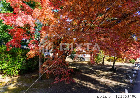 秋晴れを背景に映える秋の日本庭園風景「旧細川刑部邸」竹あかり 限定公開 熊本市 秋晴れを背景に映える秋の日本庭園風景「旧細川刑部邸」竹あかり 限定公開 熊本市 121753400