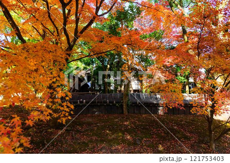 秋晴れを背景に映える秋の日本庭園風景「旧細川刑部邸」竹あかり　限定公開　熊本市 121753403