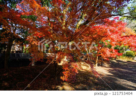 秋晴れを背景に映える秋の日本庭園風景「旧細川刑部邸」竹あかり 限定公開 熊本市 秋晴れを背景に映える秋の日本庭園風景「旧細川刑部邸」竹あかり 限定公開 熊本市 121753404
