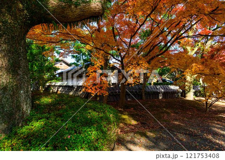 秋晴れを背景に映える秋の日本庭園風景「旧細川刑部邸」竹あかり　限定公開　熊本市 121753408