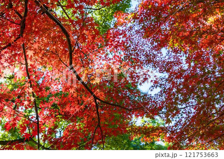 秋晴れを背景に映える秋の日本庭園風景「旧細川刑部邸」竹あかり　限定公開　熊本市 121753663