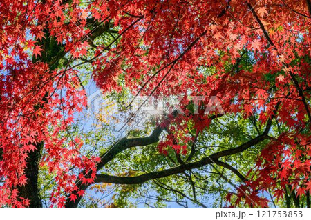 秋晴れ光芒を背景に紅葉映える日本庭園風景「旧細川刑部邸」竹あかり　限定公開　熊本市 121753853