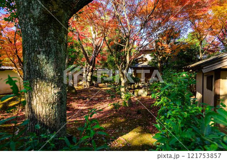 秋晴れ光芒を背景に紅葉映える日本庭園風景「旧細川刑部邸」竹あかり 限定公開 熊本市 秋晴れ光芒を背景に紅葉映える日本庭園風景「旧細川刑部邸」竹あかり 限定公開 熊本市 121753857