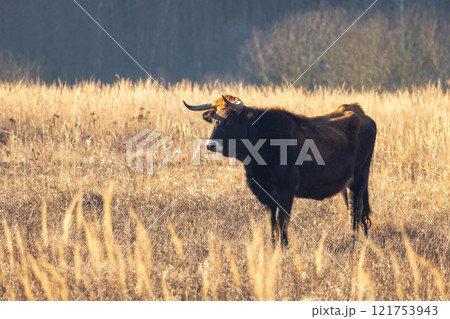 The aurochs (Bos primigenius), tauros breed living in wetland The Janovsky mokrad in Pilsen region, Czech Republic, Europe. The aurochs (Bos primigenius), tauros breed living in wetland The Janovsky mokrad in Pilsen region, Czech Republic, Europe. 121753943