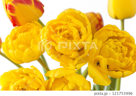 Close up for bouquet of yellow tulip flowers with water drops Close up for bouquet of yellow tulip flowers with water drops 121753996