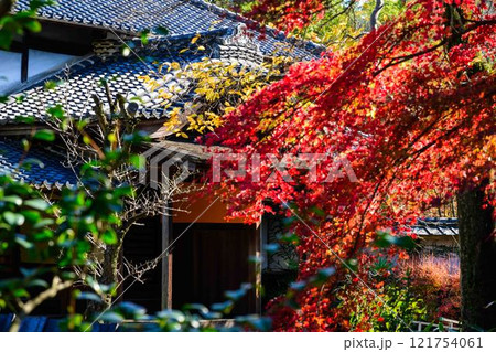 秋晴れ光芒を背景に映える秋の日本庭園風景「旧細川刑部邸」竹あかり 限定公開 熊本市 秋晴れ光芒を背景に映える秋の日本庭園風景「旧細川刑部邸」竹あかり 限定公開 熊本市 121754061