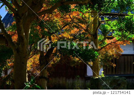 秋晴れ光芒を背景に映える秋の日本庭園風景「旧細川刑部邸」竹あかり 限定公開 熊本市 秋晴れ光芒を背景に映える秋の日本庭園風景「旧細川刑部邸」竹あかり 限定公開 熊本市 121754141