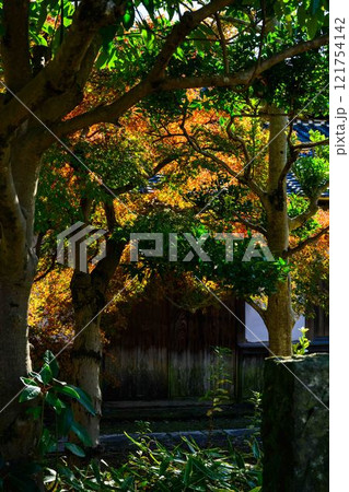 秋晴れ光芒を背景に映える秋の日本庭園風景「旧細川刑部邸」竹あかり 限定公開 熊本市 秋晴れ光芒を背景に映える秋の日本庭園風景「旧細川刑部邸」竹あかり 限定公開 熊本市 121754142