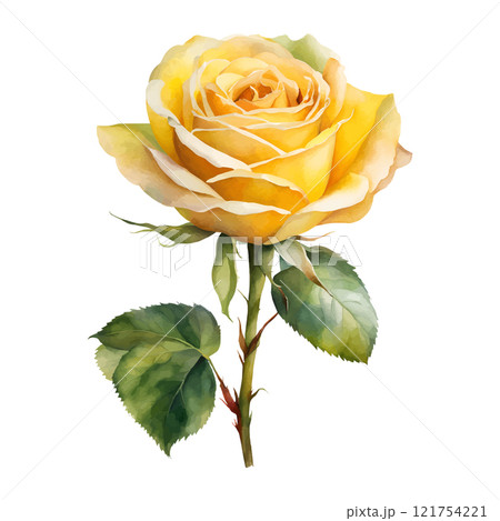 Watercolor yellow roses flowers, symbol of love, wedding, purity, vector illustration 121754221