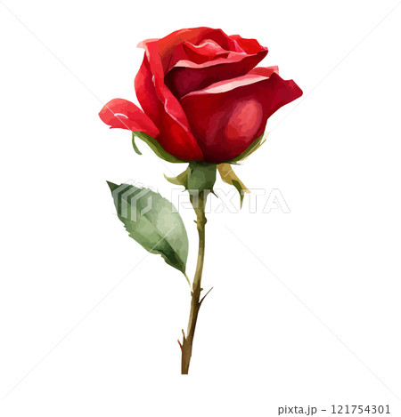 Watercolor red roses flowers, symbol of love, wedding, purity, vector illustration 121754301