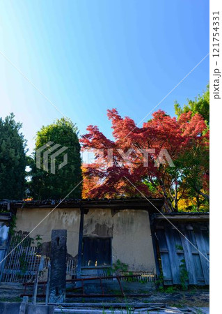 秋晴れ光芒を背景に映える秋の日本庭園風景「旧細川刑部邸」竹あかり 限定公開 熊本市 秋晴れ光芒を背景に映える秋の日本庭園風景「旧細川刑部邸」竹あかり 限定公開 熊本市 121754331