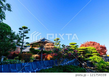 秋晴れ光芒を背景に映える秋の日本庭園風景「旧細川刑部邸」竹あかり 限定公開 熊本市 秋晴れ光芒を背景に映える秋の日本庭園風景「旧細川刑部邸」竹あかり 限定公開 熊本市 121754339