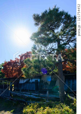 秋晴れ光芒を背景に映える秋の日本庭園風景「旧細川刑部邸」竹あかり　限定公開　熊本市 121754452