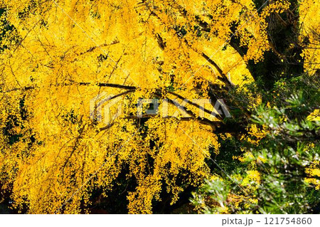 秋晴れ光芒を背景に映える秋の日本庭園風景「旧細川刑部邸」竹あかり 限定公開 熊本市 秋晴れ光芒を背景に映える秋の日本庭園風景「旧細川刑部邸」竹あかり 限定公開 熊本市 121754860