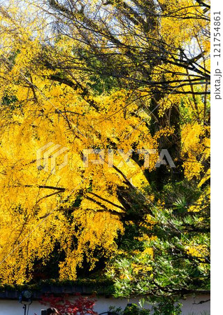 秋晴れ光芒を背景に映える秋の日本庭園風景「旧細川刑部邸」竹あかり　限定公開　熊本市 121754861