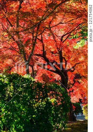 秋晴れ光芒を背景に映える秋の日本庭園風景「旧細川刑部邸」竹あかり　限定公開　熊本市 121754862