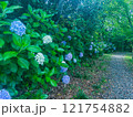 梅雨の雨に濡れた紫陽花 121754882