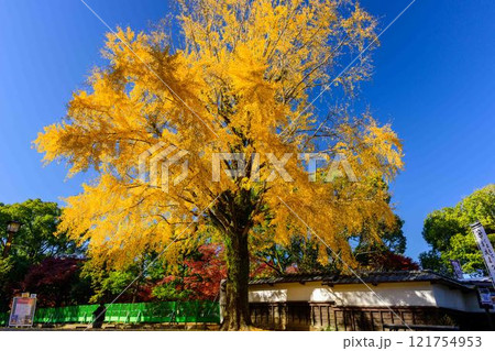 秋晴れ光芒を背景に映える秋の日本庭園　紅葉風景「旧細川刑部邸」竹あかり　限定公開　熊本市 121754953