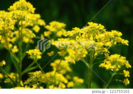 A bunch of yellow flowers with green leaves. 121755101