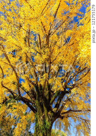 秋晴れ光芒を背景に映える日本庭園イチョウの木 紅葉風景「旧細川刑部邸」竹あかり 限定公開 熊本市 秋晴れ光芒を背景に映える日本庭園イチョウの木 紅葉風景「旧細川刑部邸」竹あかり 限定公開 熊本市 121755179