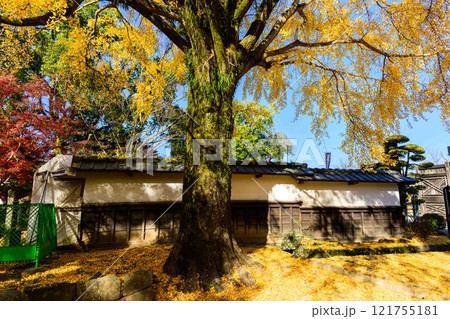 秋晴れ光芒を背景に映える日本庭園イチョウの木 紅葉風景「旧細川刑部邸」竹あかり 限定公開 熊本市 秋晴れ光芒を背景に映える日本庭園イチョウの木 紅葉風景「旧細川刑部邸」竹あかり 限定公開 熊本市 121755181