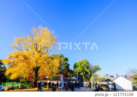 秋晴れ光芒を背景に映える日本庭園イチョウの木 紅葉風景「旧細川刑部邸」竹あかり 限定公開 熊本市 秋晴れ光芒を背景に映える日本庭園イチョウの木 紅葉風景「旧細川刑部邸」竹あかり 限定公開 熊本市 121755186