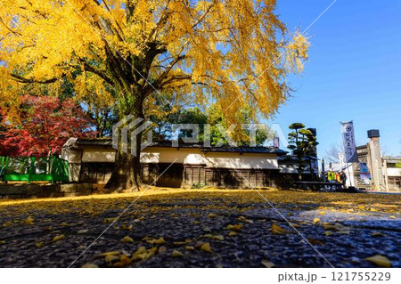 秋晴れ光芒を背景に映える日本庭園イチョウの木 紅葉風景「旧細川刑部邸」竹あかり 限定公開 熊本市 秋晴れ光芒を背景に映える日本庭園イチョウの木 紅葉風景「旧細川刑部邸」竹あかり 限定公開 熊本市 121755229