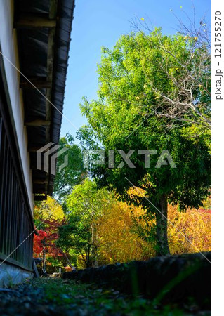 秋晴れ光芒を背景に映える秋の日本庭園風景「旧細川刑部邸」竹あかり 限定公開 熊本市 秋晴れ光芒を背景に映える秋の日本庭園風景「旧細川刑部邸」竹あかり 限定公開 熊本市 121755270