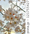見上げた桜 121755427