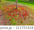 赤い椿の花 121755428