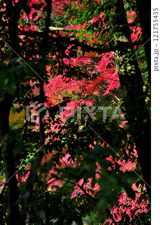 《愛知県》秋の犬山市寂光院の紅葉 121755435