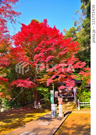 《愛知県》秋の犬山市寂光院の紅葉 121755436
